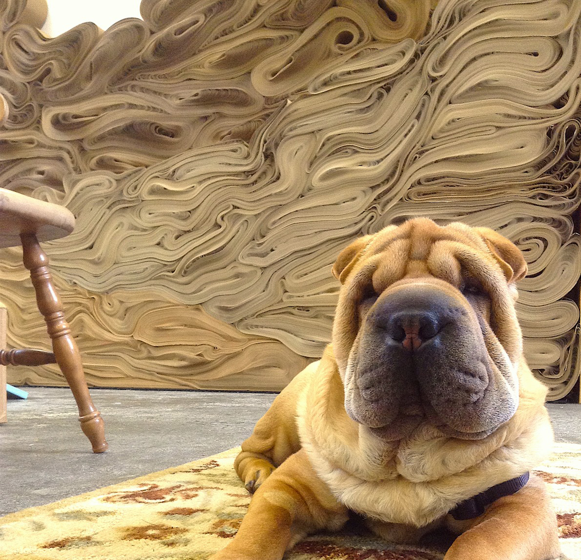 Photograph of a dog laying in front of an artwork made of rolls of paper