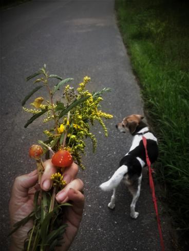 Photo of someone's hand holding flowers with a dog in the background