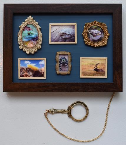 Very small framed photographs of animals are presented with a magnifying glass for close inspection.