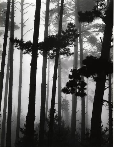 Pines in Fog, Monterey