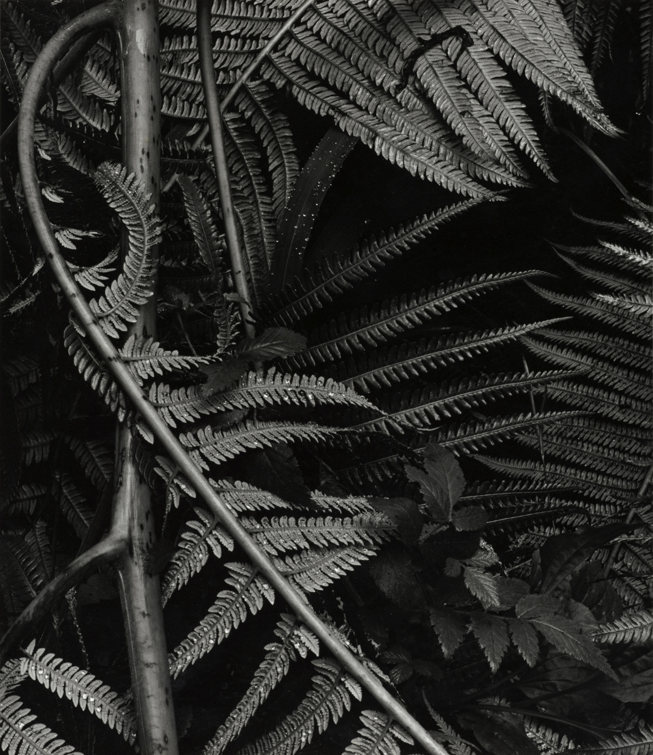 Botanical | The Phillips Collection