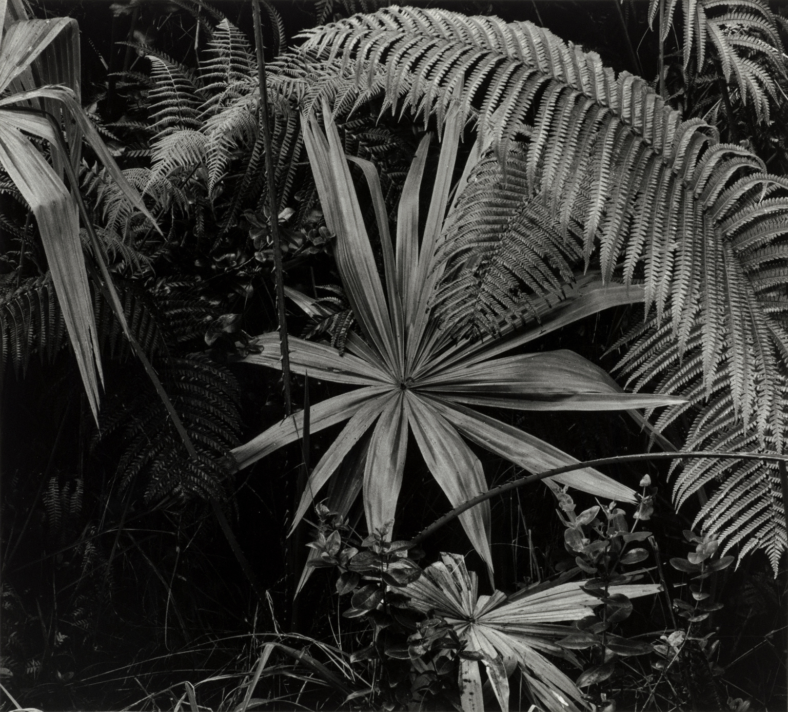 Botanicals | The Phillips Collection