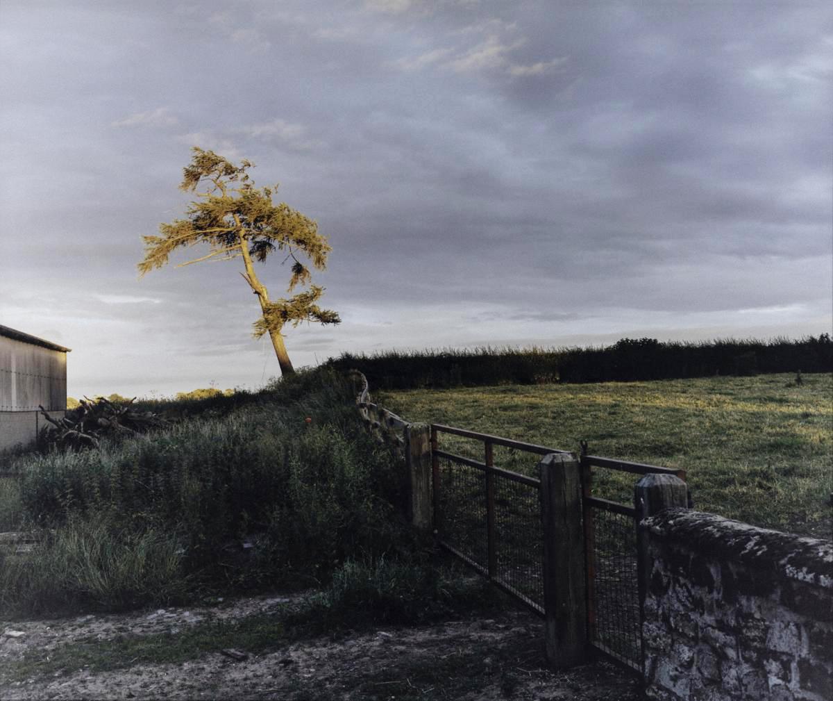 Photograph with a single tree on a grassy landscape and gray sky