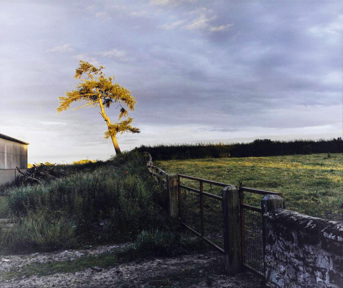 Landscape with single tree in grassy hill with gray sky