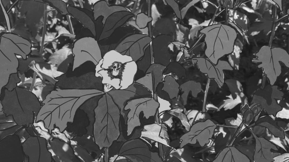still from a black and white animation of a flower opening