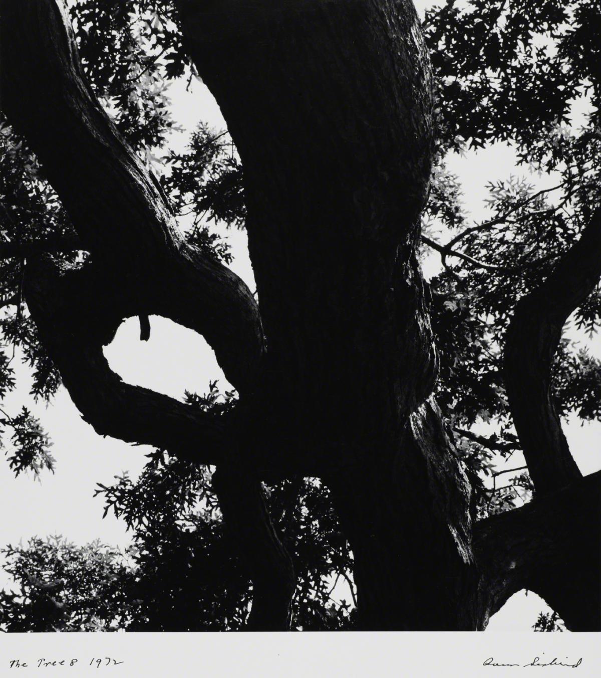 Aaron Siskind, Martha’s Vineyard Tree 8, 1972, printed later.