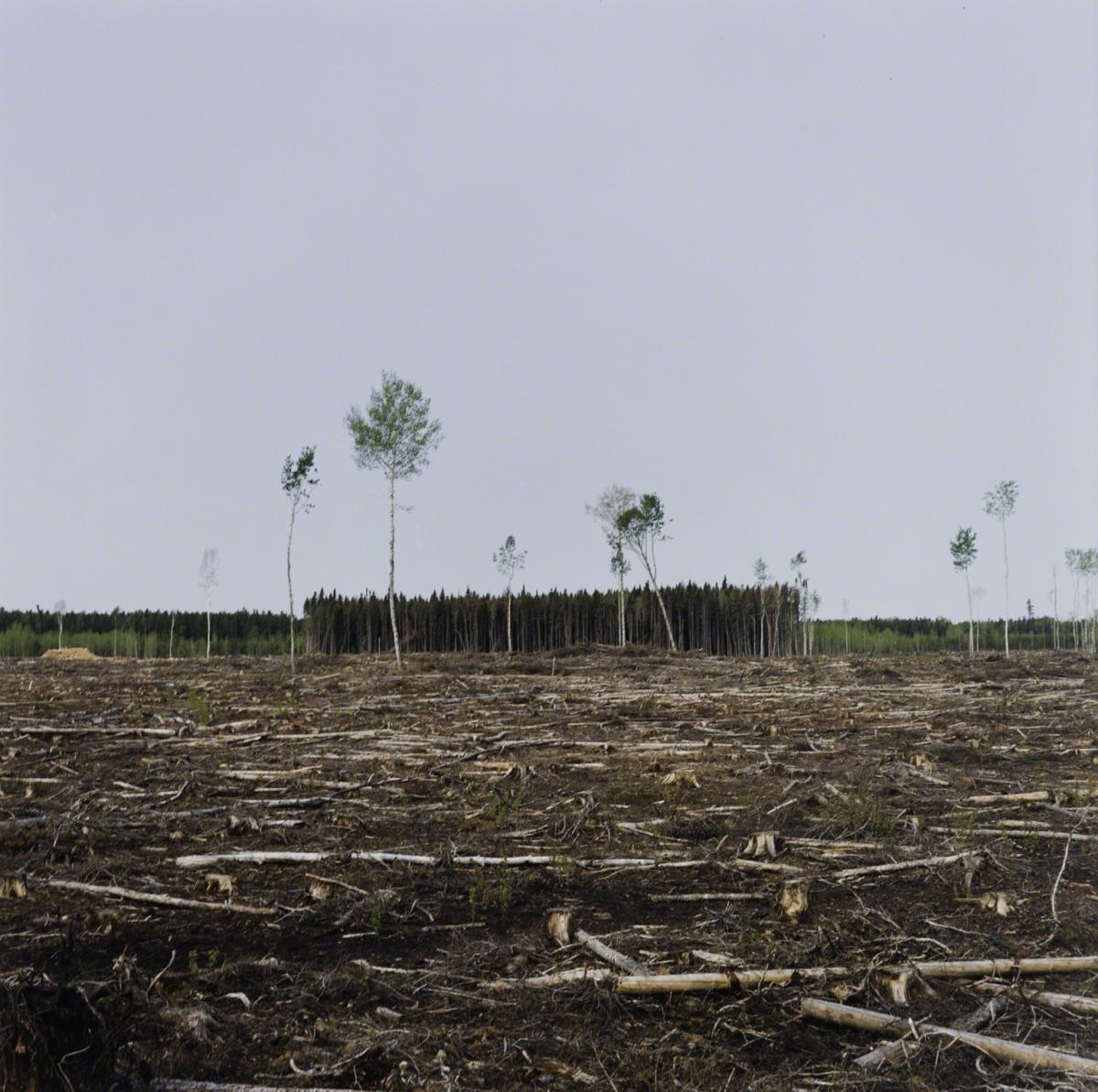 Sarah Anne Johnson, A Clear Cut (Tree Planting project), 1992.