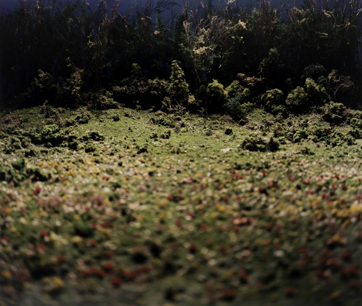 Sarah Anne Johnson, Field of Flowers (Tree Planting project), 2003.