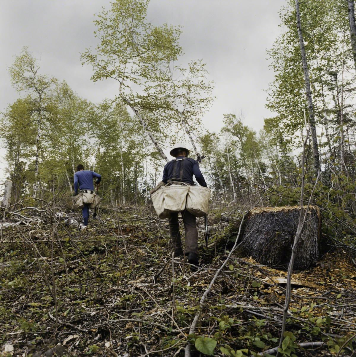 Sarah Anne Johnson, Guy and Graydon (Tree Planting project), 2003.