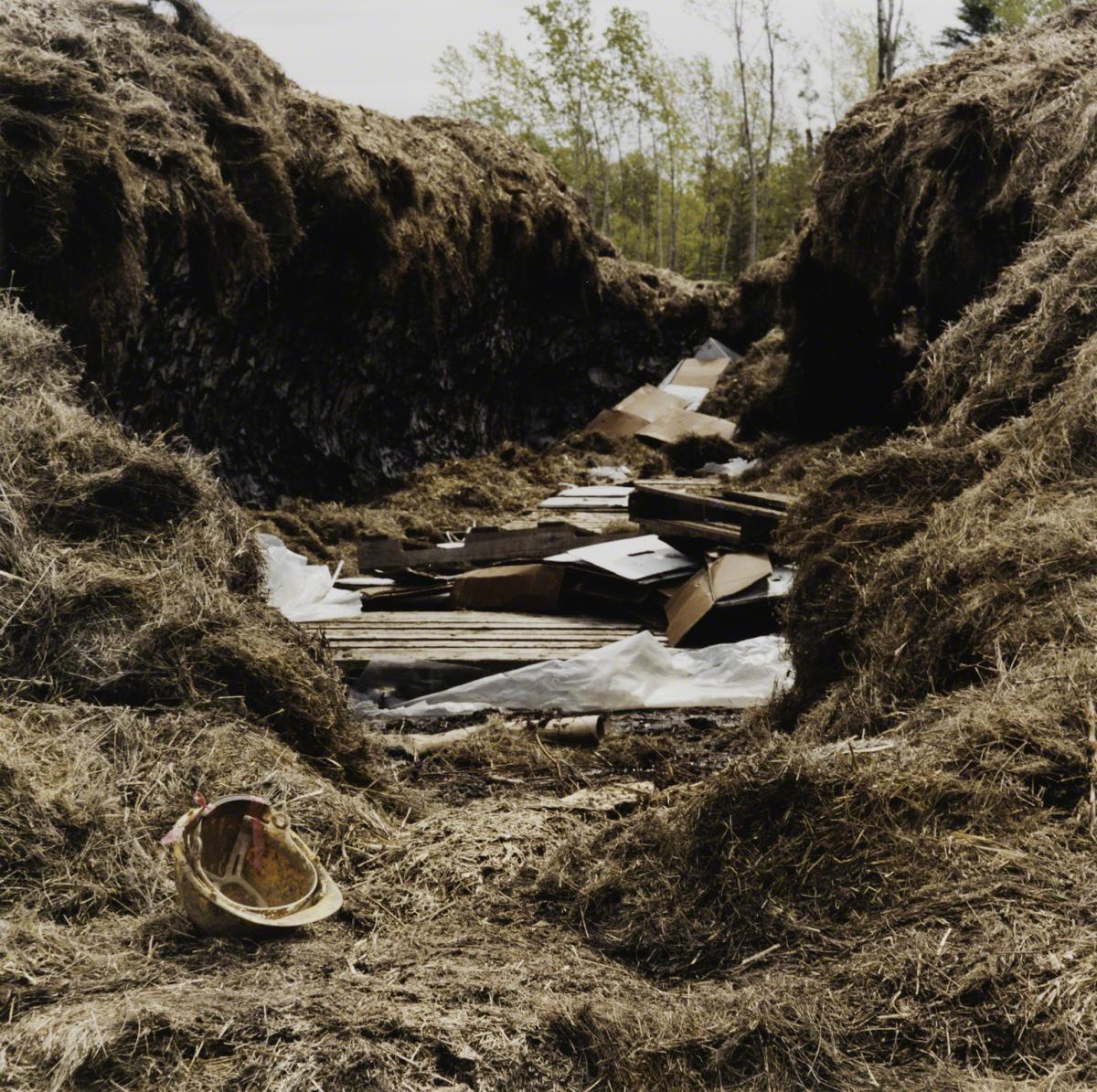Sarah Anne Johnson, Snow Cash (Tree Planting project), 2004.