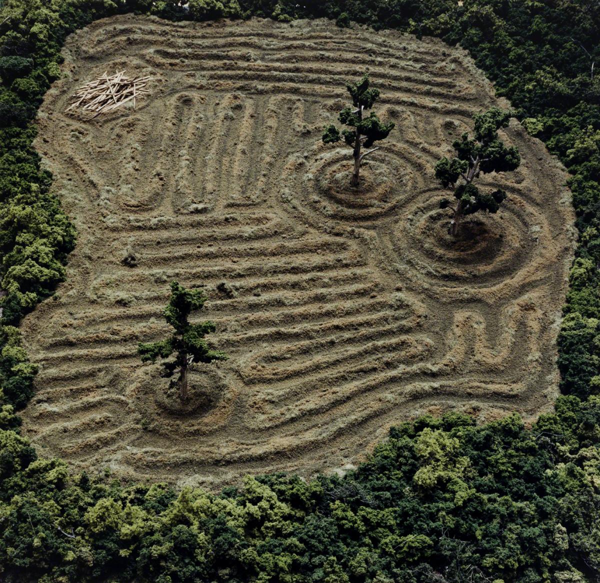 Sarah Anne Johnson, The Block #2 (Tree Planting project), 2005.