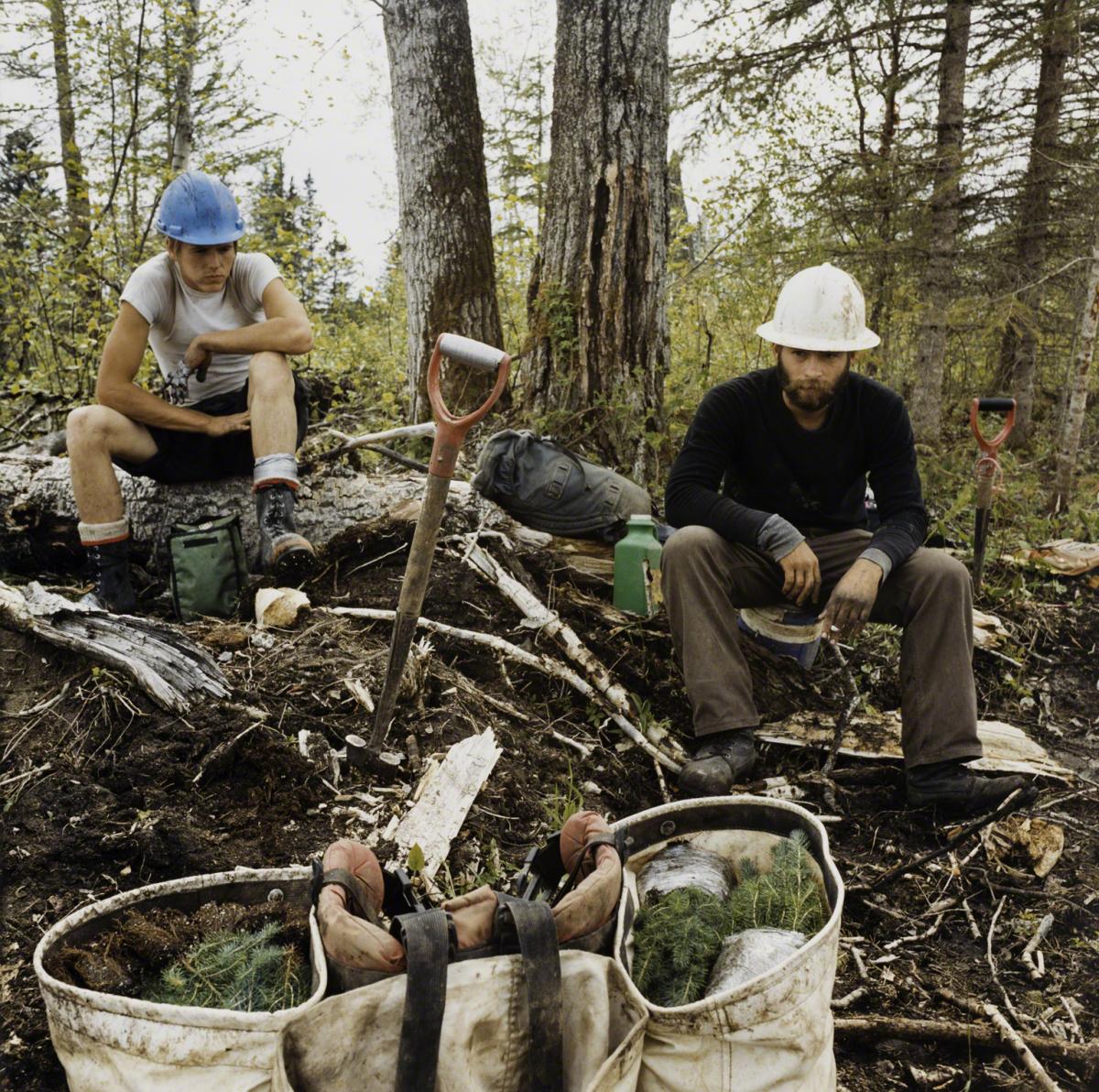 Sarah Anne Johnson, The Cache Break (Tree Planting project), 2004.