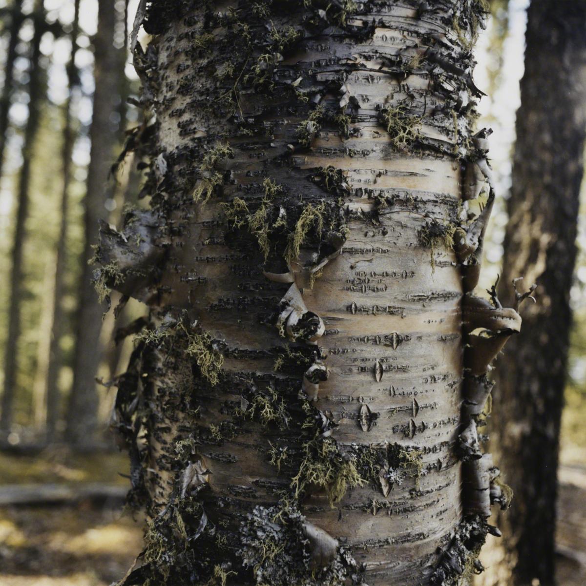 Sarah Anne Johnson, Tree Trunk (Tree Planting project), 2004.