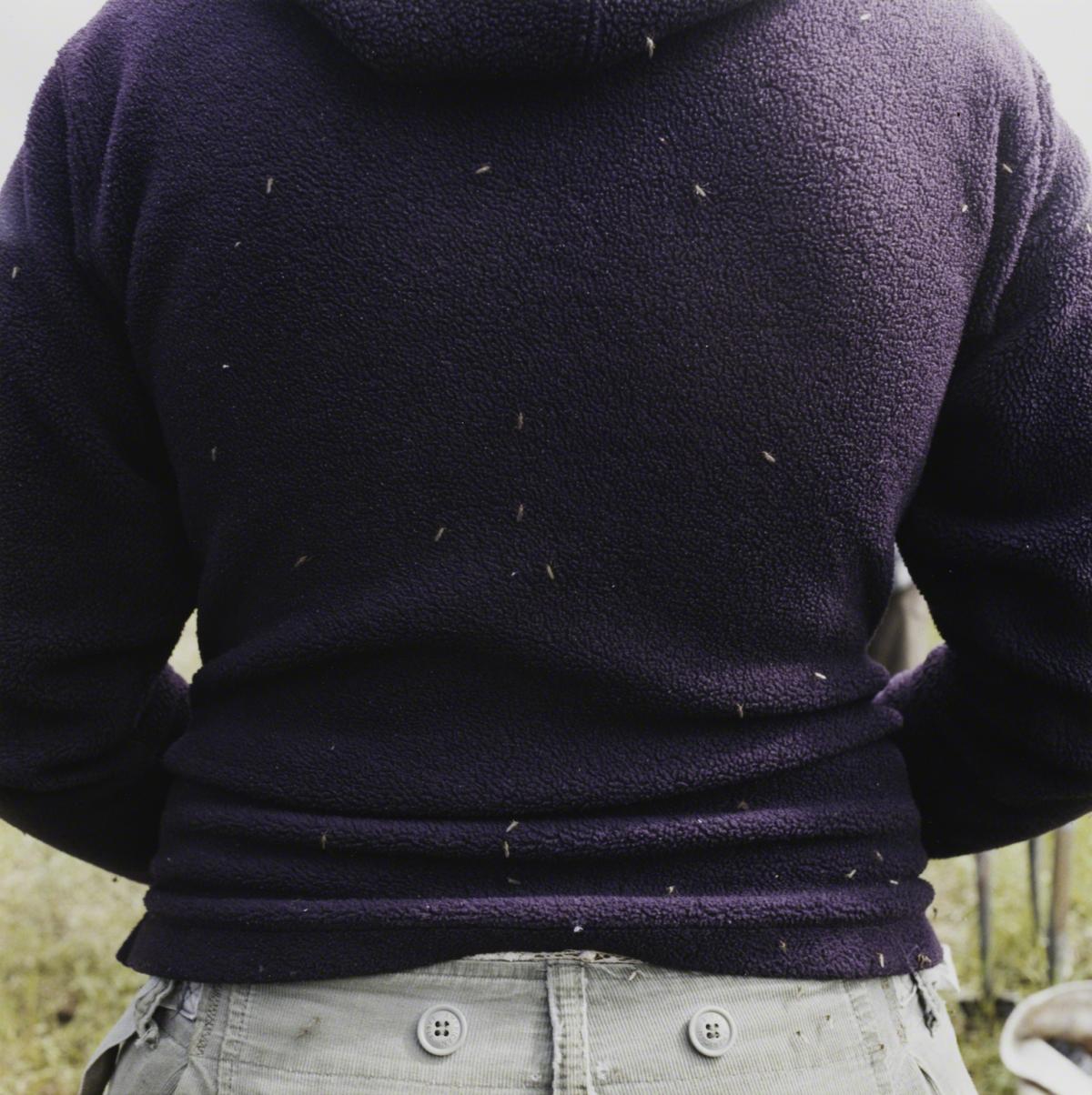 Sarah Anne Johnson, Untitled (Mosquitos) (Tree Planting project), 2004.
