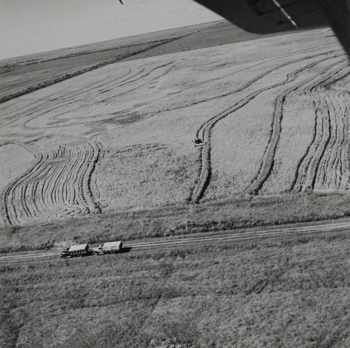Esther Bubley, Howard Stagg Farm Near Beaumont, TX, 1945.