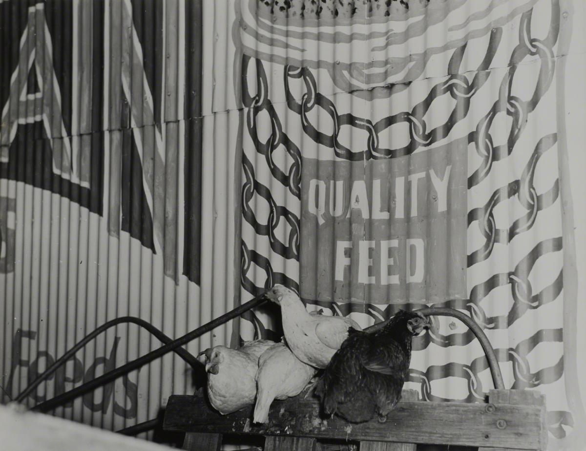 Esther Bubley, Chickens Roosting Near Feed Store, Main Street, 1945.