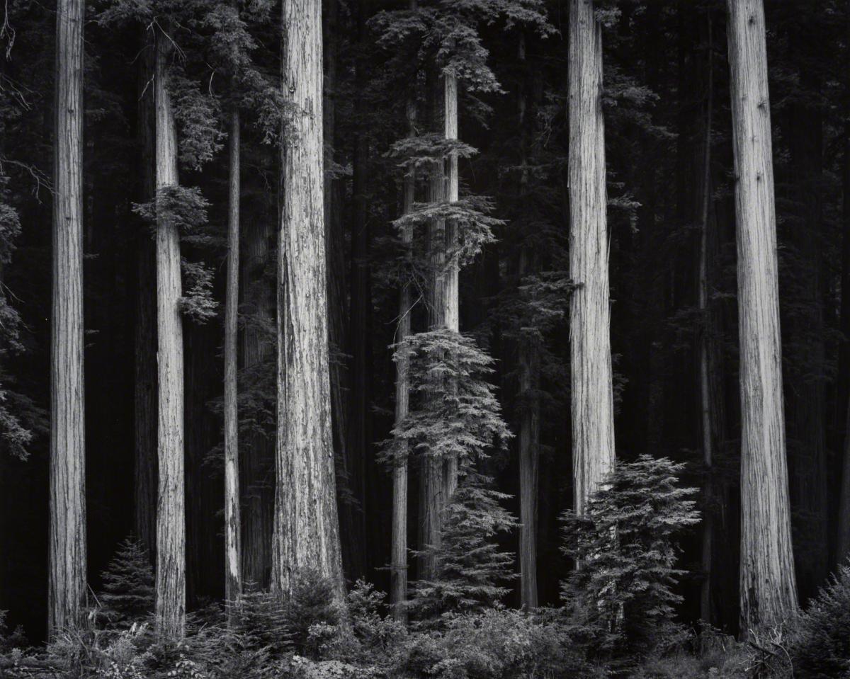 Ansel Adams, Redwoods, Bull Creek Flats, Northern California, 1986.