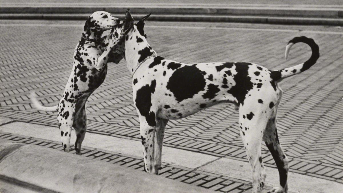 Esther Bubley, Sheba and Van, 1958.