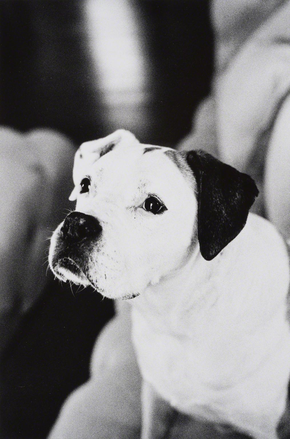 Ralph Gibson, Untitled (Portraits), 2012.