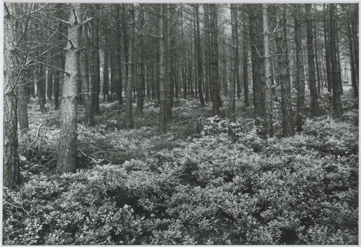 August Sander | The Phillips Collection