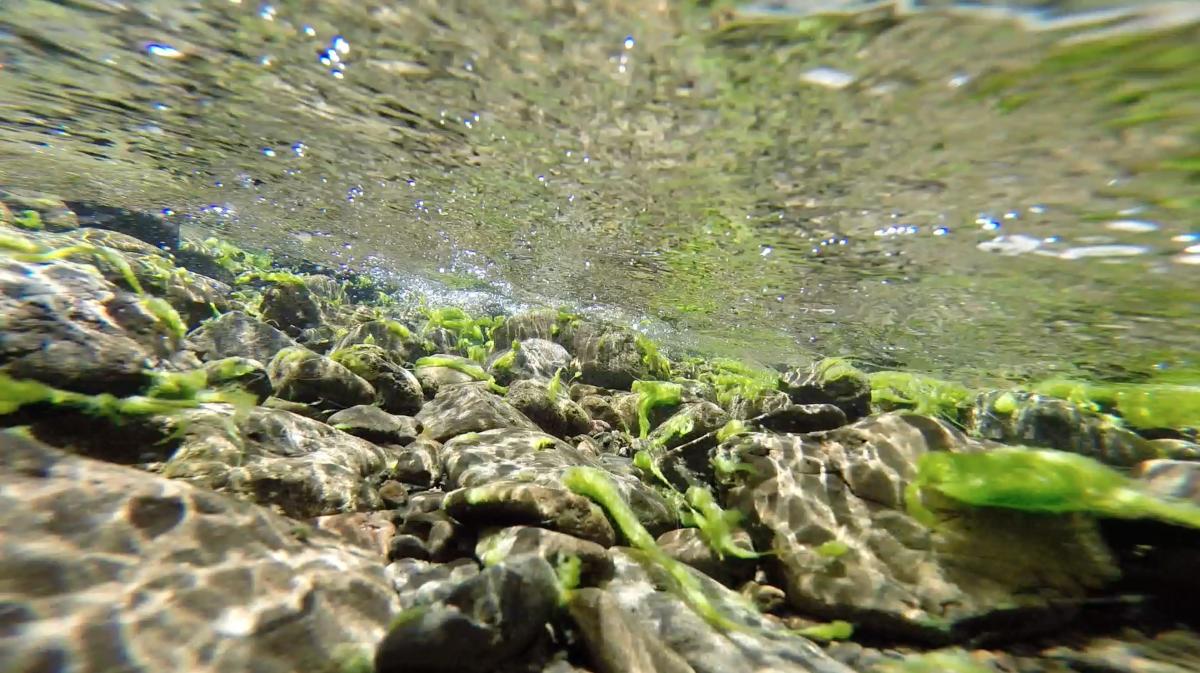 Algae_Lake_Final.jpg image for 2016-04-19-artists-perspective