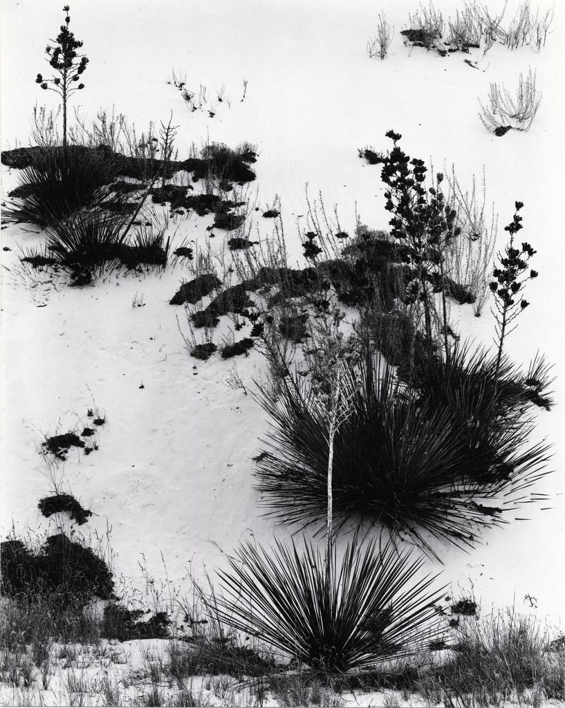 Yucca and Brush, White Sands by Brett Weston