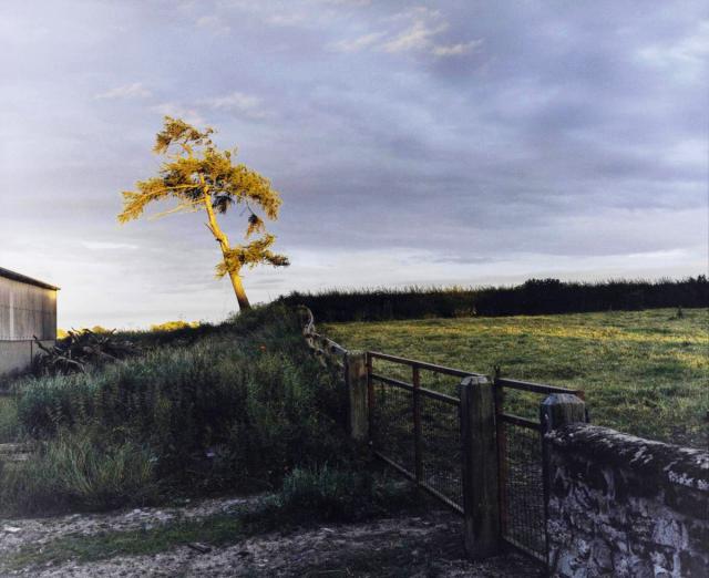 Landscape with single tree in grassy hill with gray sky
