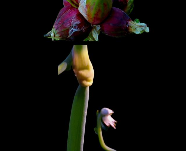 Photograph of a flower on black background