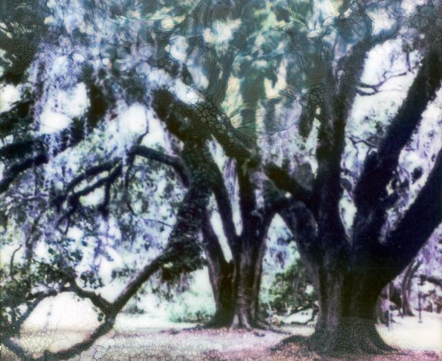 Photograph of large tree grove