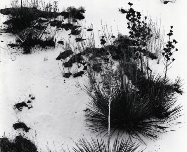 Yucca and Brush, White Sands by Brett Weston