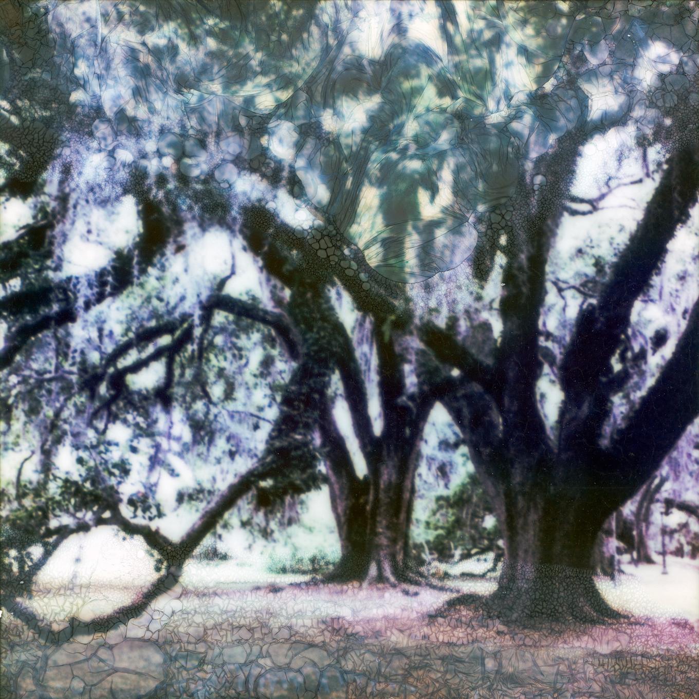 Photograph of large tree grove