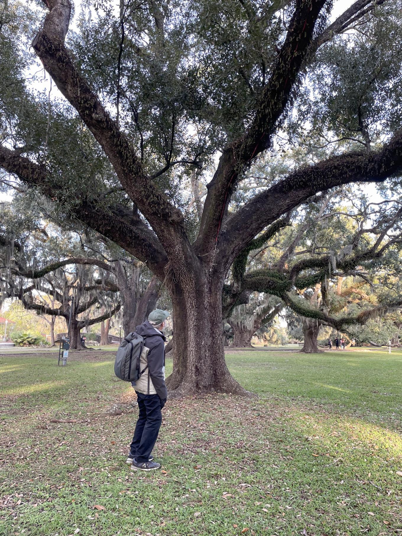 Photograph of a person looking at a really large tree