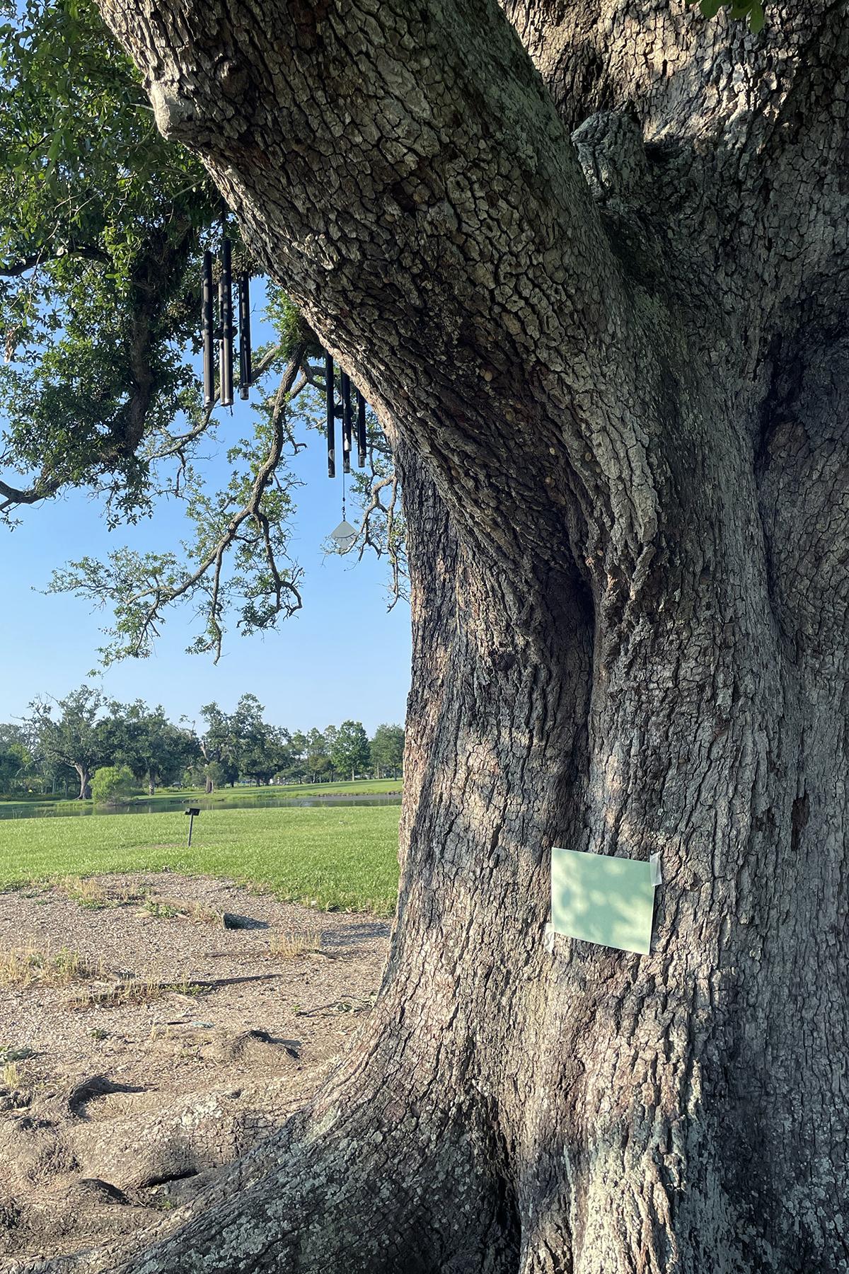 Photograph of a tree with a paper taped on it