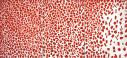 Painting of red broken brushstrokes covering a white canvas by Alma Thomas
