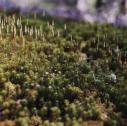 Sarah Anne Johnson, Moss (Tree Planting project), 2003.