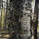 Sarah Anne Johnson, Tree Trunk (Tree Planting project), 2004.