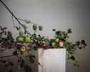 Richard Learoyd, Apple Branches, 2022.