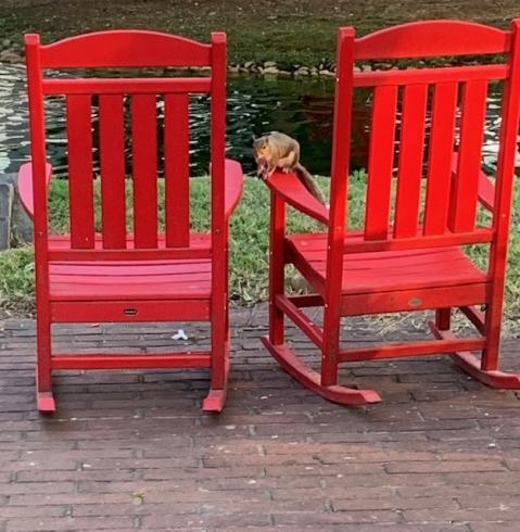 Photograph of two empty red chairs next to a pond