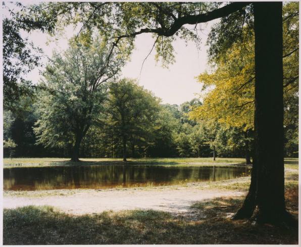 Trees surrounding a pond