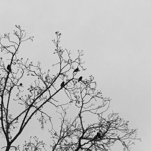 Black and white photograph. Several birds sit in a tree.