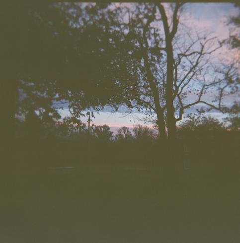 Image of a tree silhouette with sunset in background