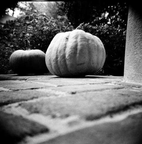 Black and white image of two pumpkins 