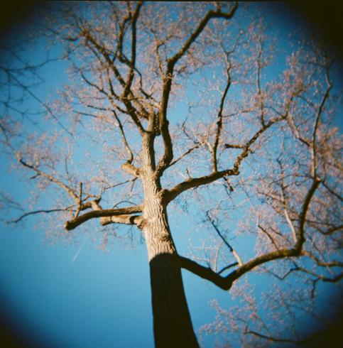 Image of tree photographed from an upward perspective 