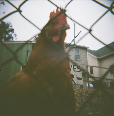 Image of a rooster 