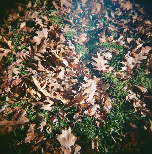 Image of brown fall leaves against green grass 