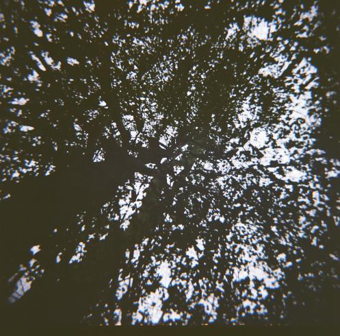 Image of trees shot from an upward perspective 