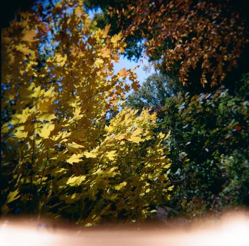 Yellow, red, and green leaves on three trees 