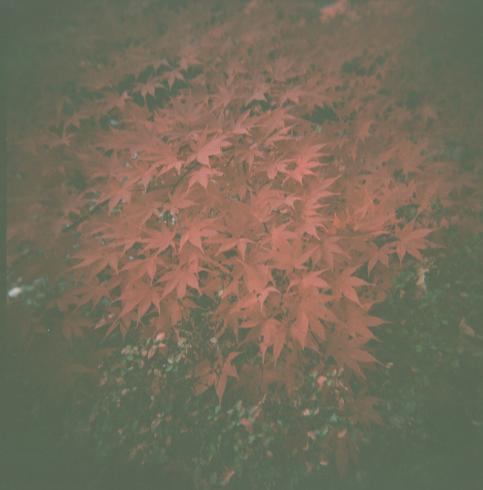 Image of a pile of red leaves 
