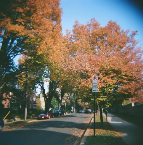 Image of a trees with red leaves 