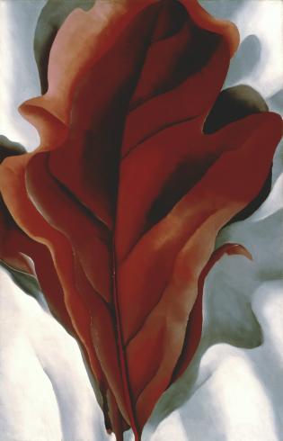 Large Dark Red Leaves on White